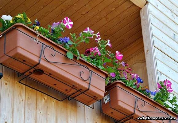 Наполнение балконных контейнеров для цветов субстратом фото