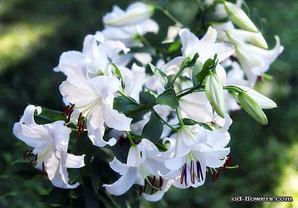 Лилии Casa Blanca - популярный сорт лилий