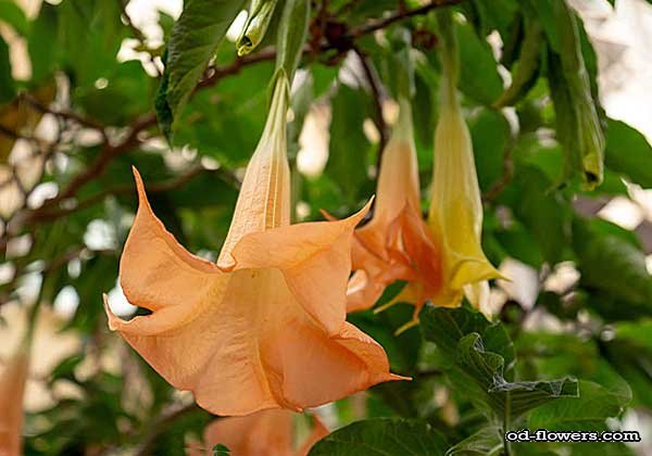 Труба ангела - великолепное цветущее растение