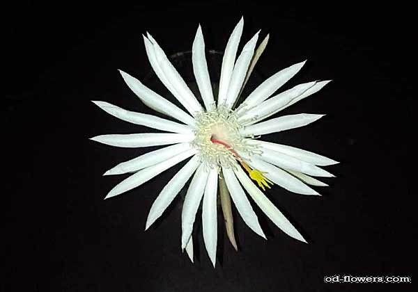 Цветок царицы ночи Epiphyllum oxypetalum